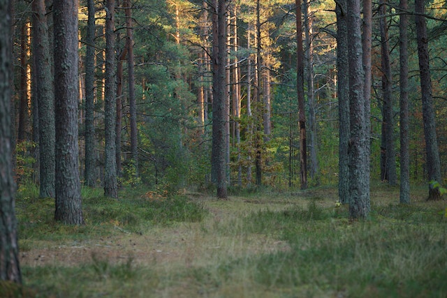 Nationaal Park Drents- Friese Wold